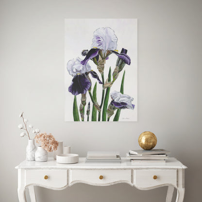 Iris 'Braithwaite'