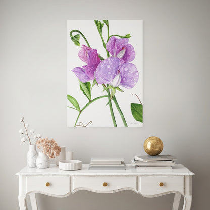 Sweet Peas After The Rain