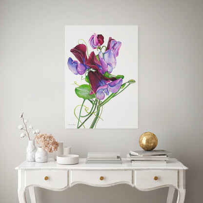 Sweet Peas 'Matucana'