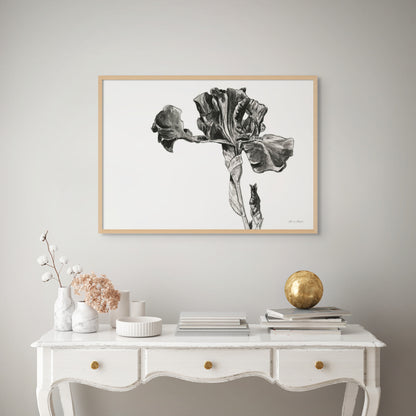Monochrome Bearded Iris