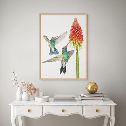 Hummingbirds with Red Hot Poker
