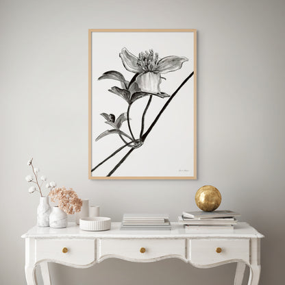 Monochrome Clematis