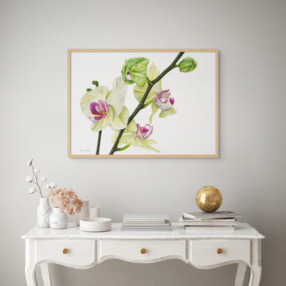 Phalaenopsis Orchid