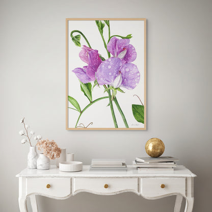 Sweet Peas After The Rain