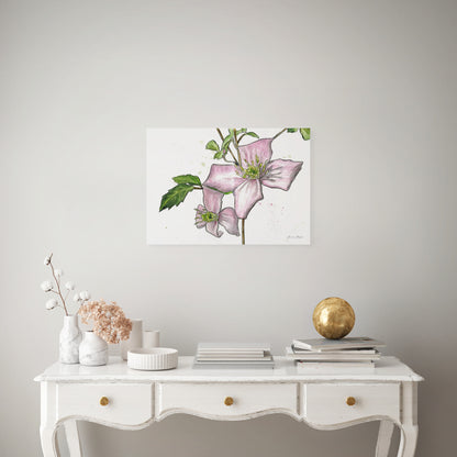 Line & Wash Clematis Montana