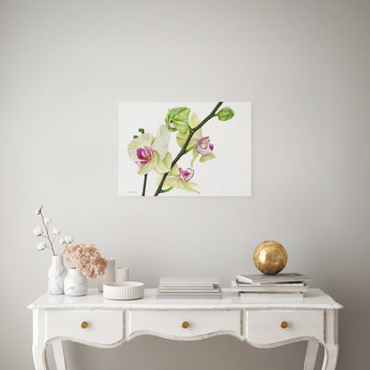 Phalaenopsis Orchid