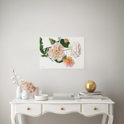 Rose 'Treasure Trove'