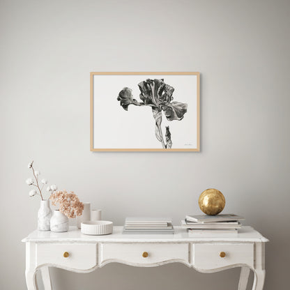 Monochrome Bearded Iris