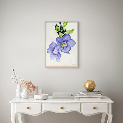 Blue Skyflower
