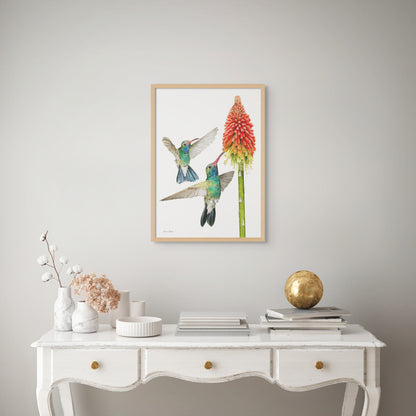 Hummingbirds with Red Hot Poker