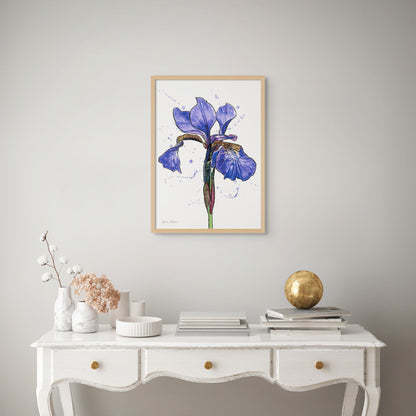 Line & Wash Flag Iris