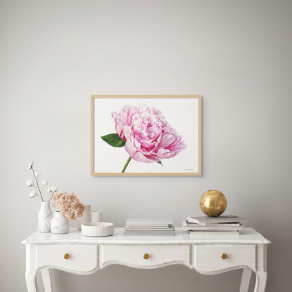 Peony 'Sarah Bernhart'
