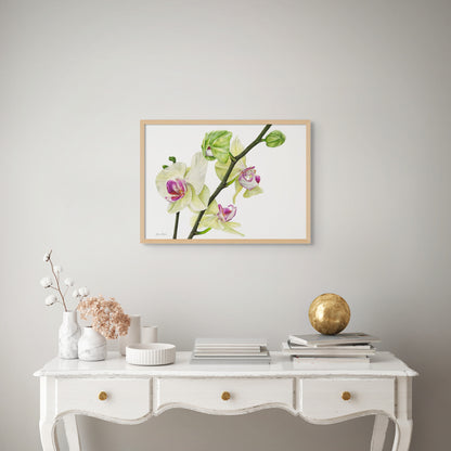 Phalaenopsis Orchid