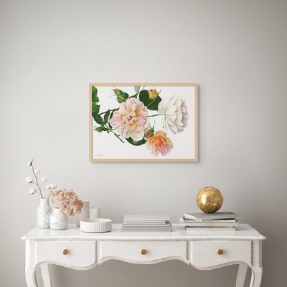 Rose 'Treasure Trove'