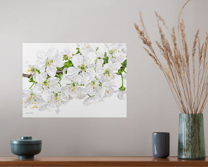 Cherry Blossom