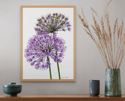 Allium Pair