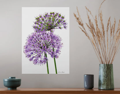 Allium Pair