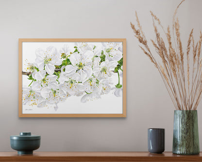 Cherry Blossom