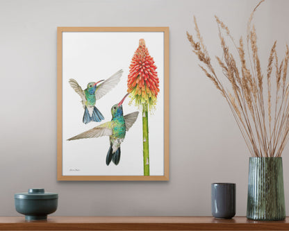 Hummingbirds with Red Hot Poker