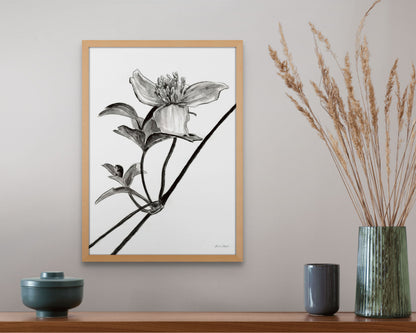Monochrome Clematis