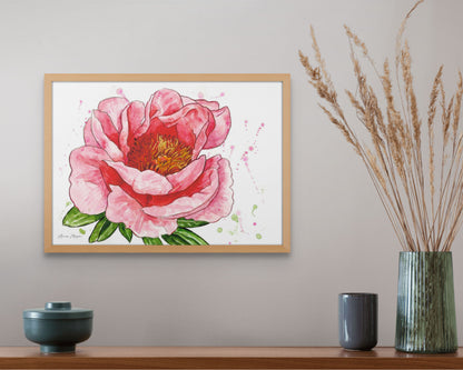 Peony 'Sunset Coral'