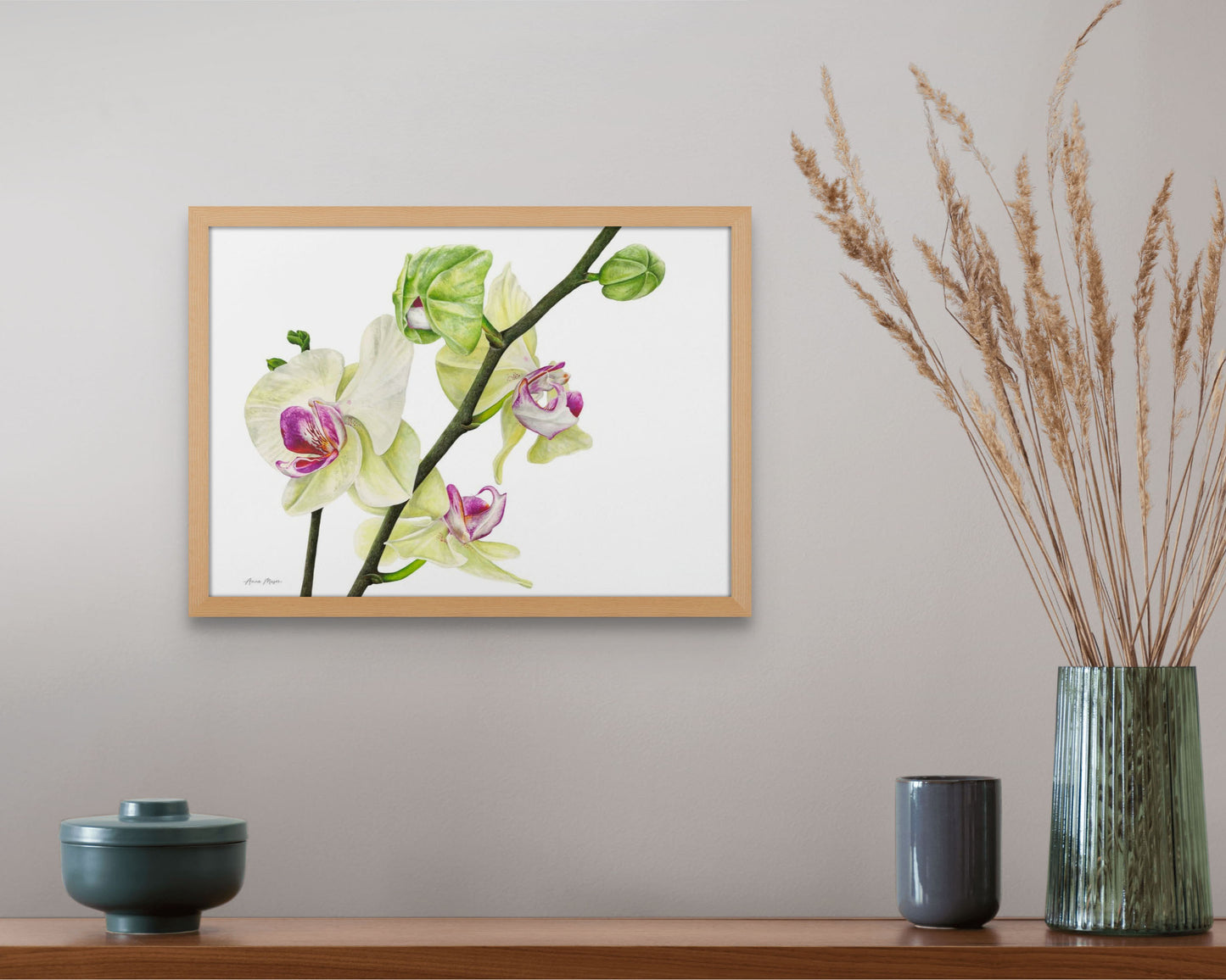 Phalaenopsis Orchid