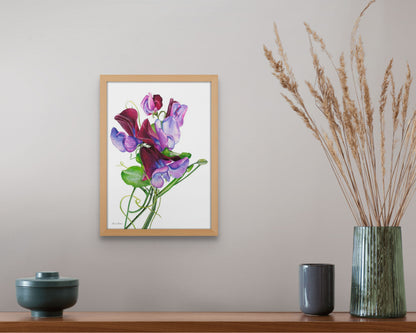 Sweet Peas 'Matucana'