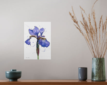 Line & Wash Flag Iris