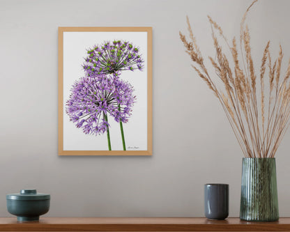 Allium Pair