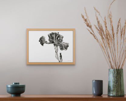 Monochrome Bearded Iris