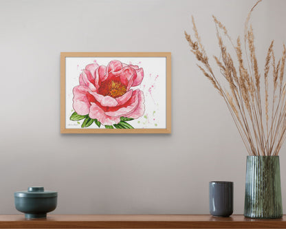 Peony 'Sunset Coral'