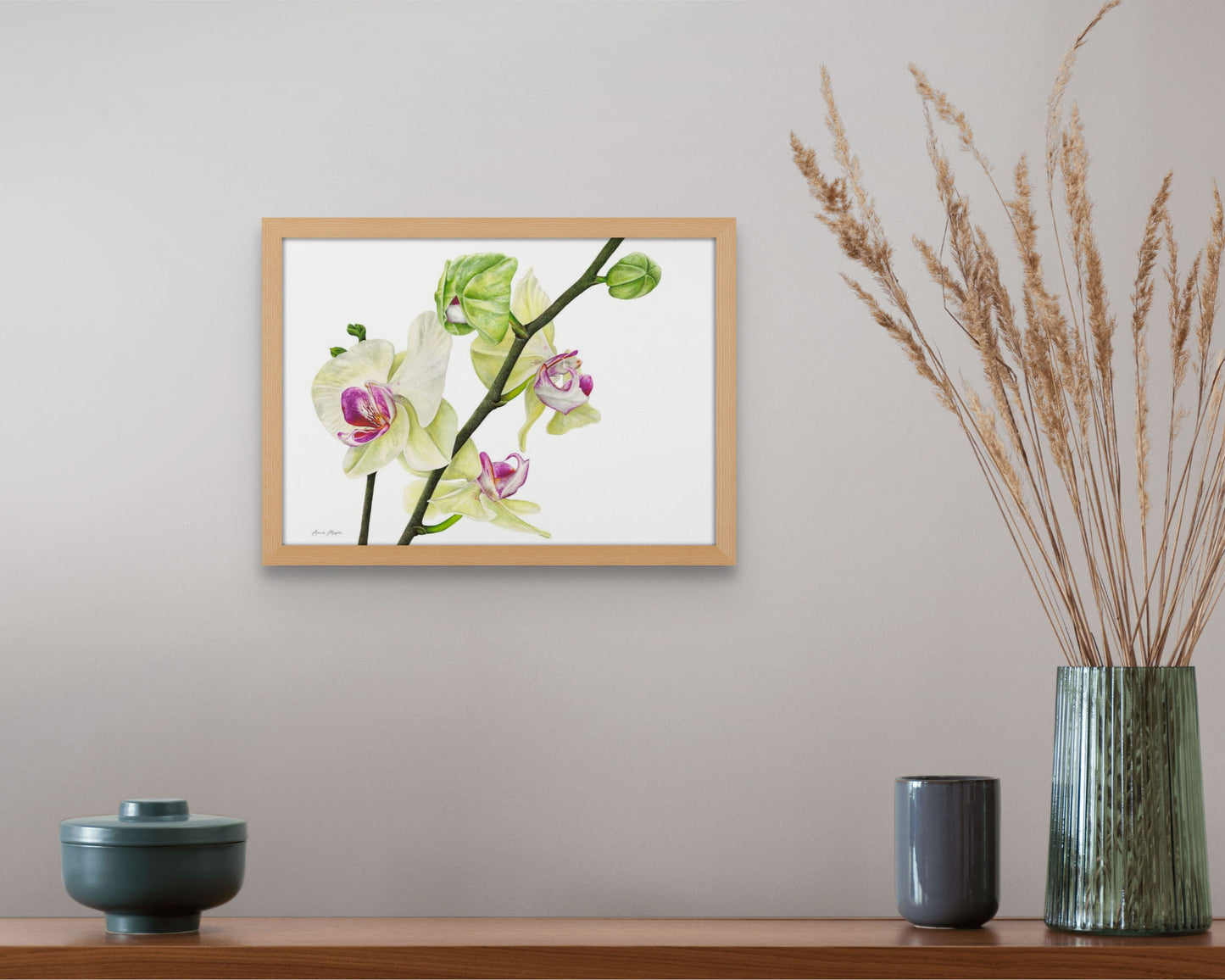 Phalaenopsis Orchid