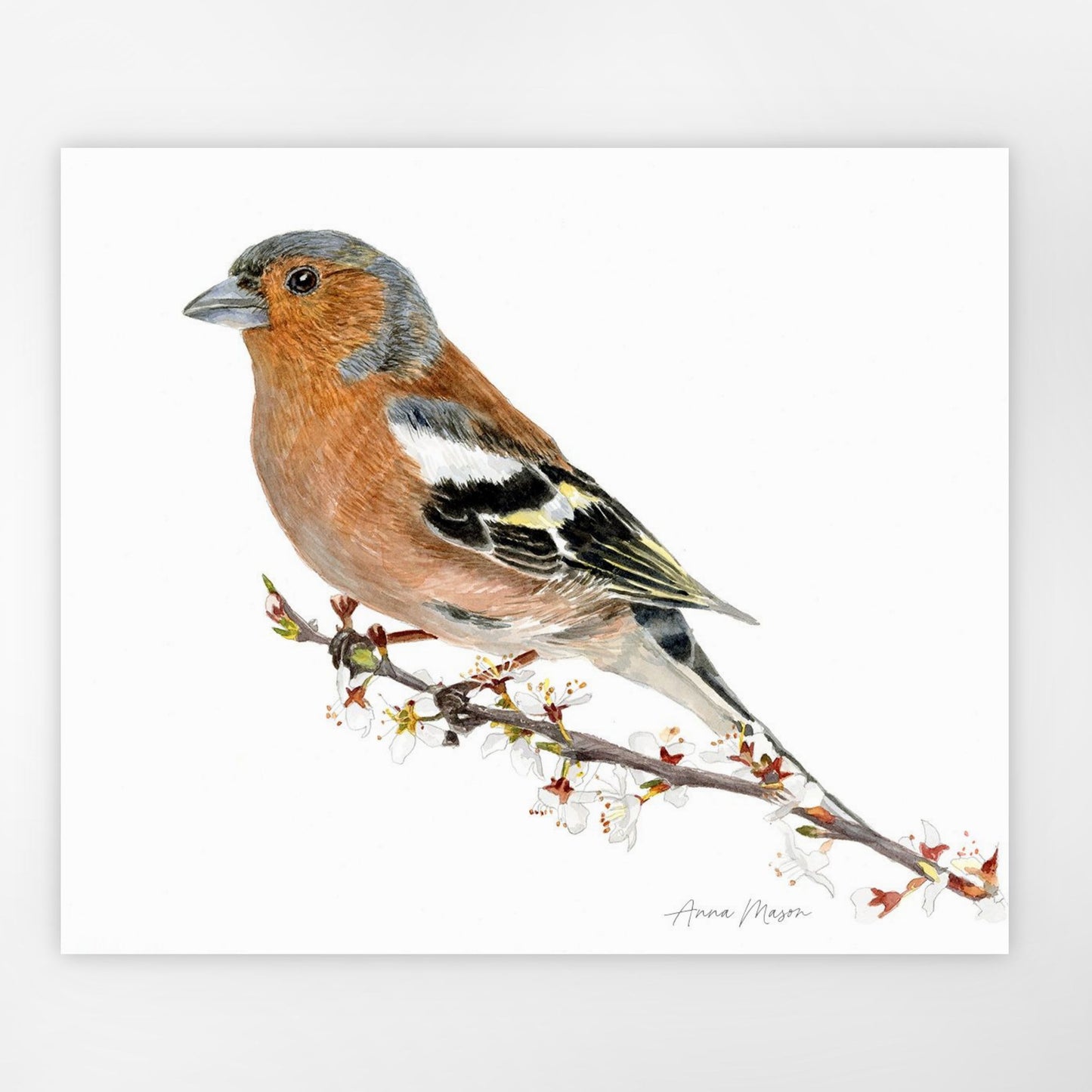 Chaffinch with Blossom (Original painting)