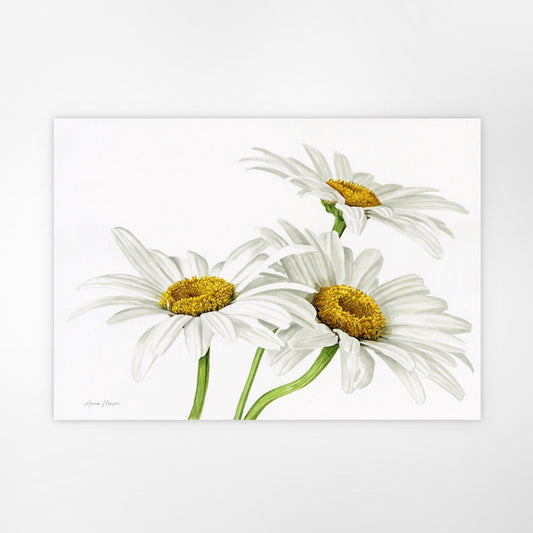 Daisies (Original painting)