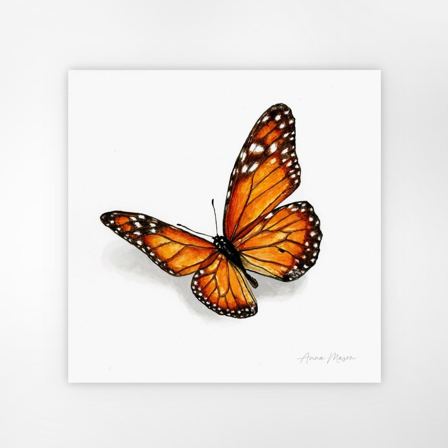Monarch Butterfly (Original painting)