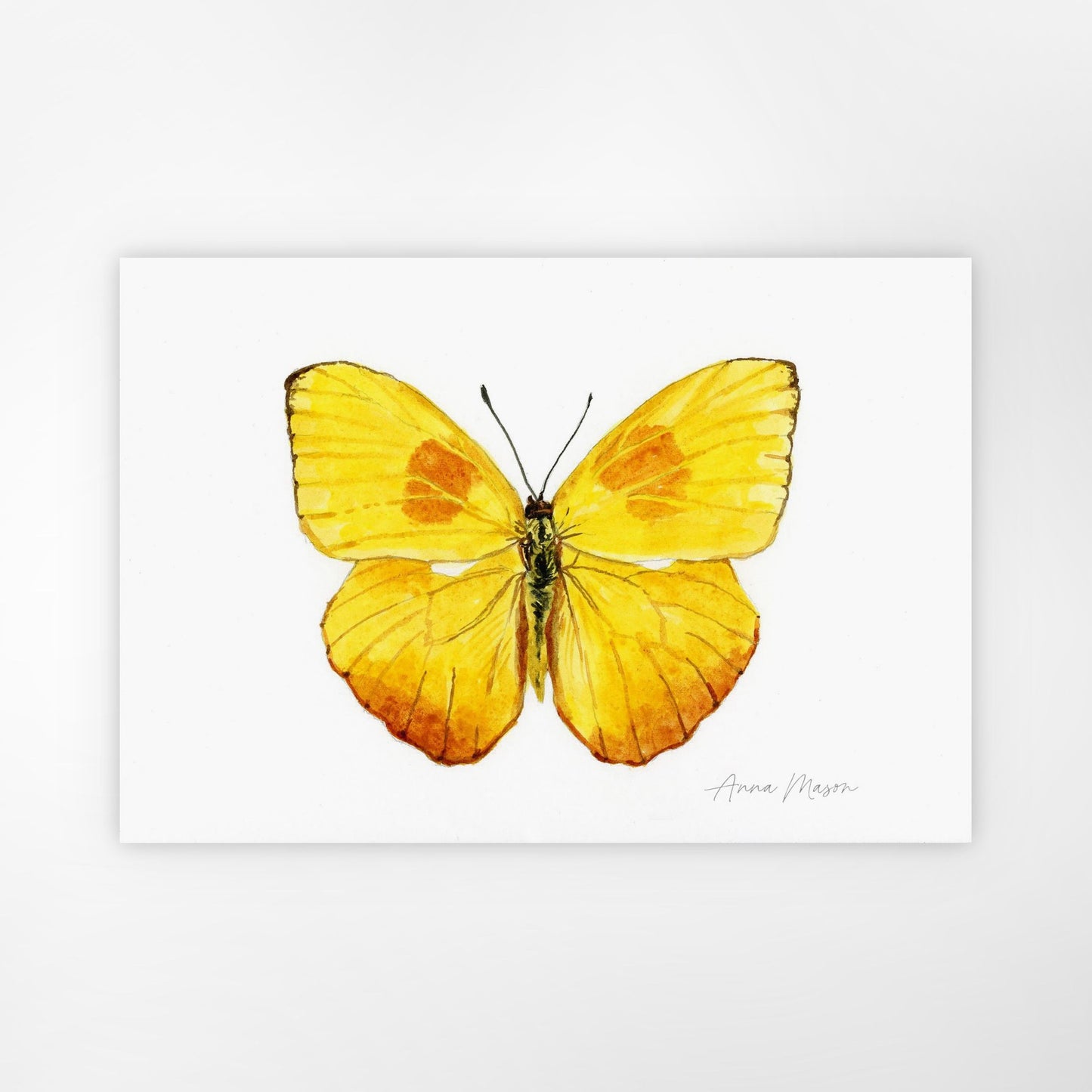 Orange Barred Sulphur Butterfly (Original painting)