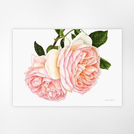 Rose 'A Shropshire Lad' (Original painting)