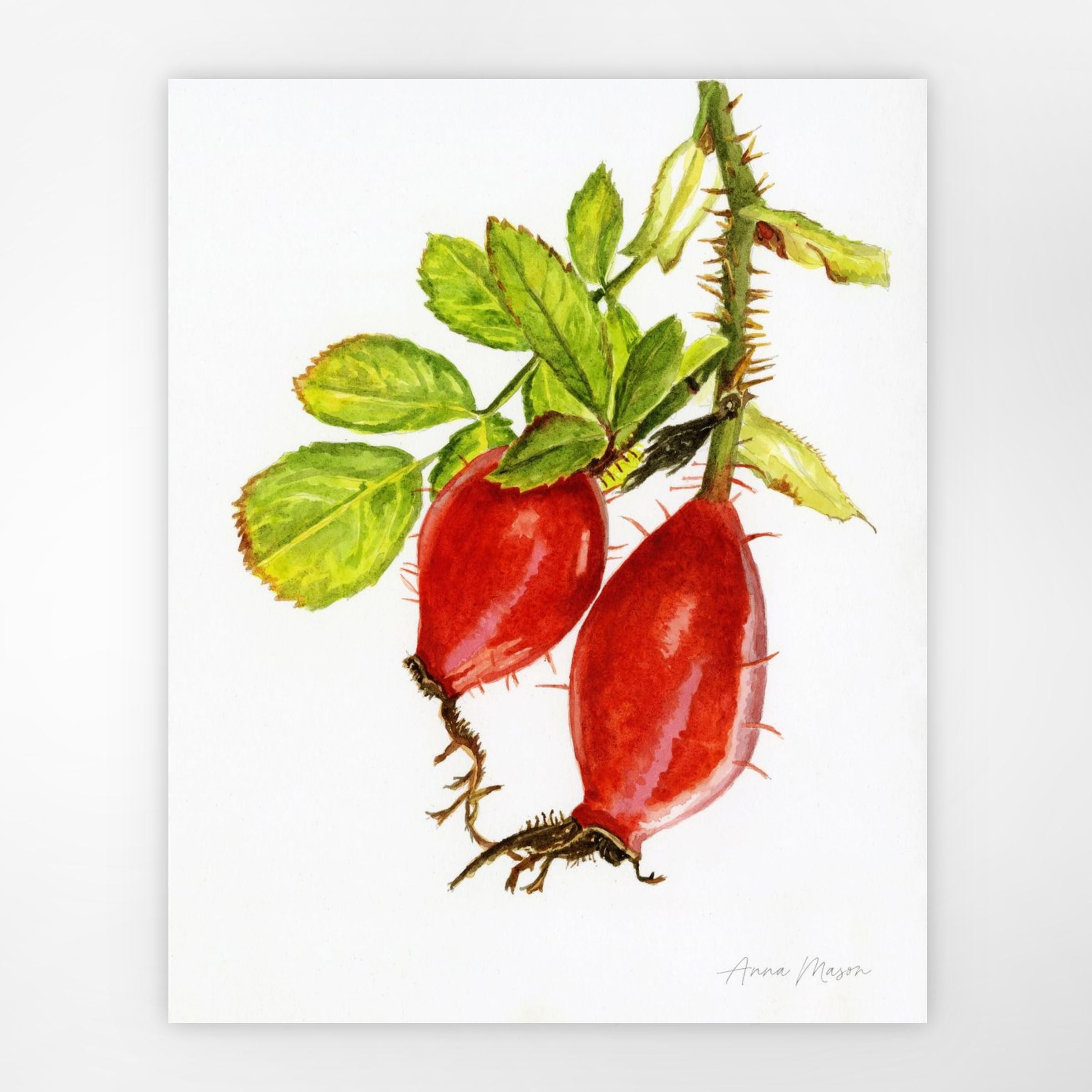 Rosehips (Original painting) – Anna Mason Fine Art